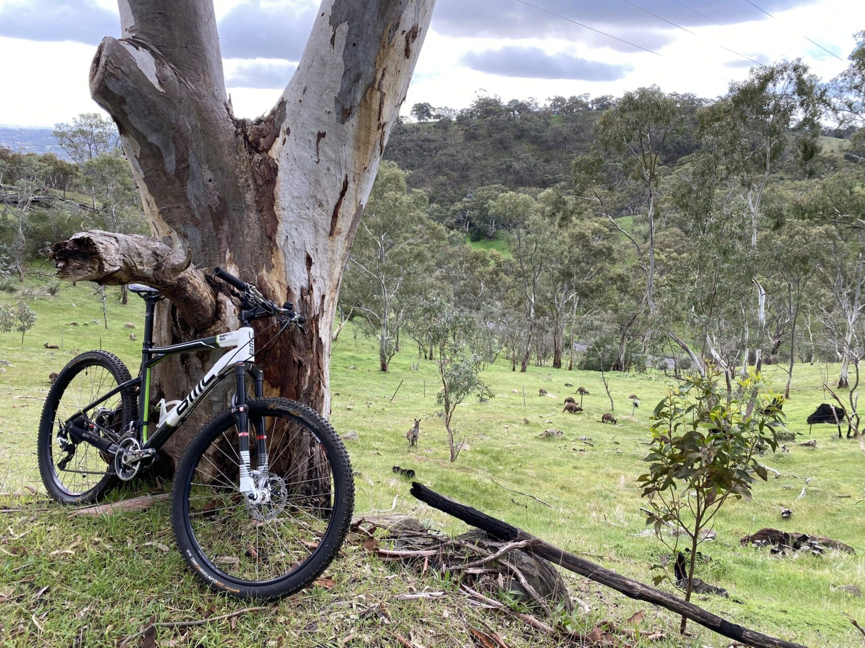 Race 1 – Anstey Hill XCO (I survived)